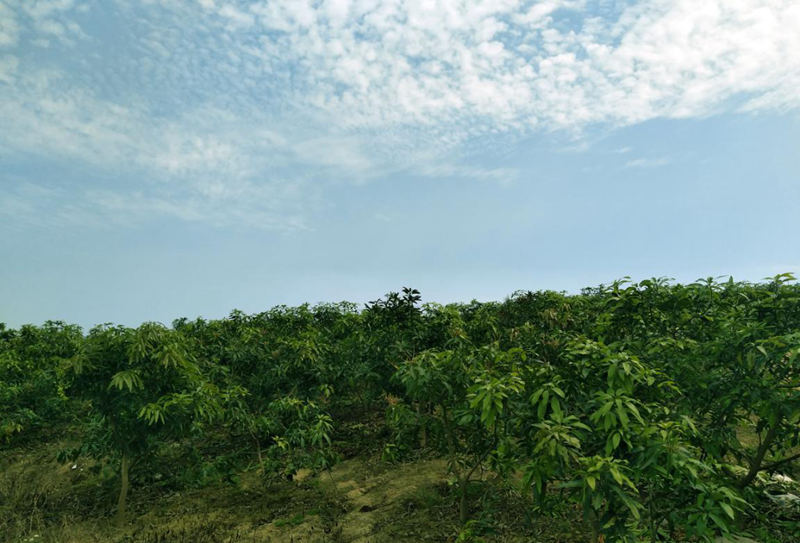 愛普豐澤晟華：為農(nóng)服務，我們是快樂的